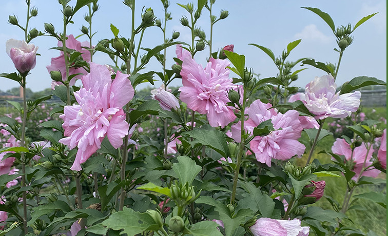 益阳安化黑茶