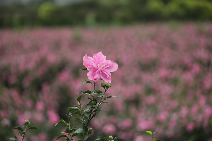 木槿花基地图(图1)
