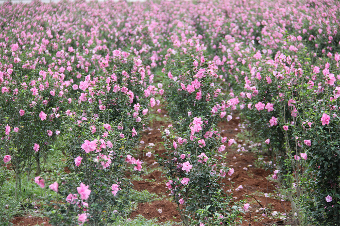 木槿花基地图(图2)