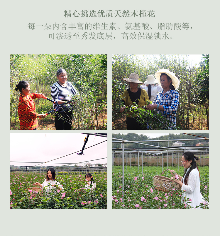 槿植颜木槿香水级柔顺洗发水(图6)