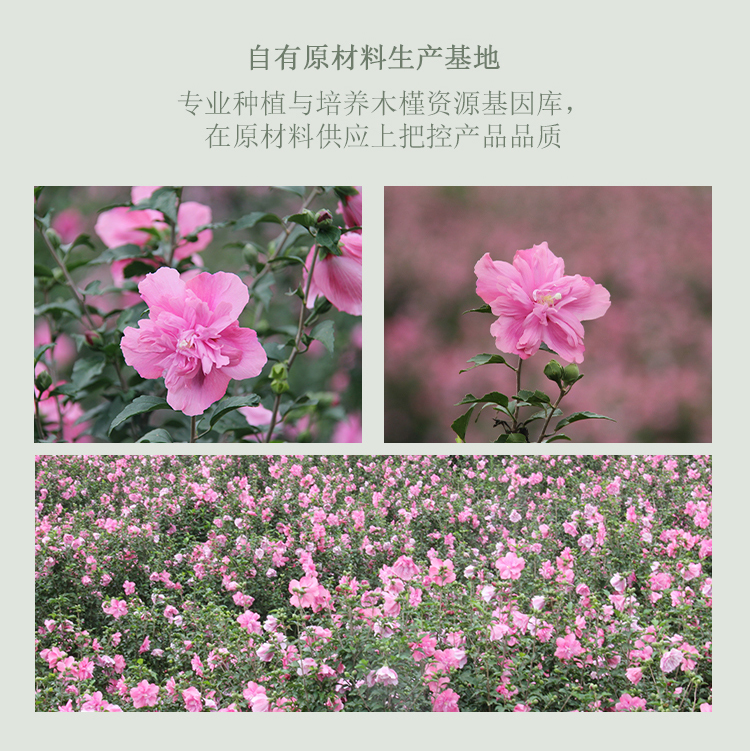 槿植颜木槿香水级柔顺洗发水(图5)
