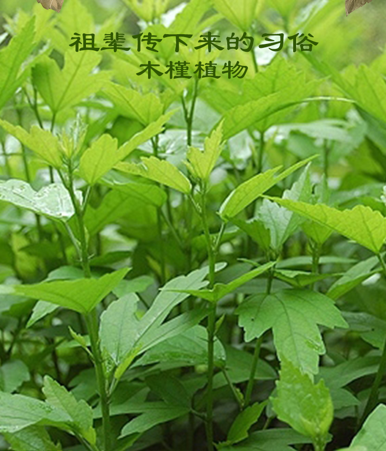 槿植颜木槿护发素(图3)