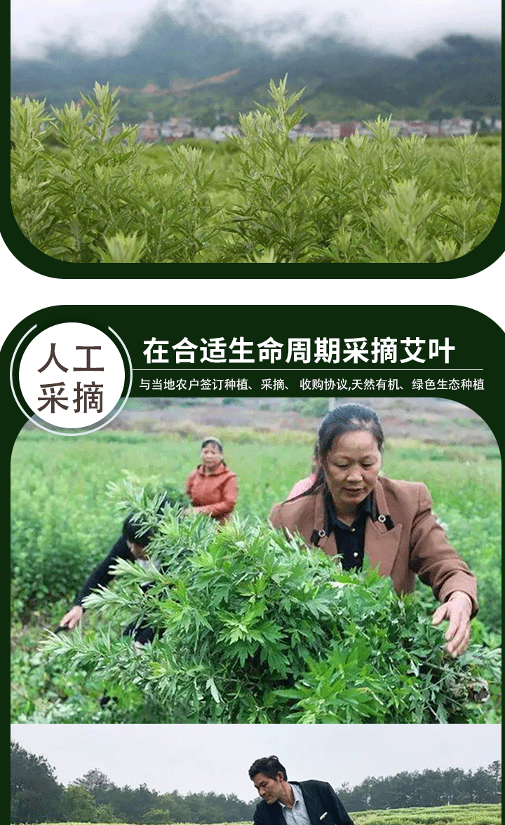 懒家柳草本精华艾叶沐浴露(图10)